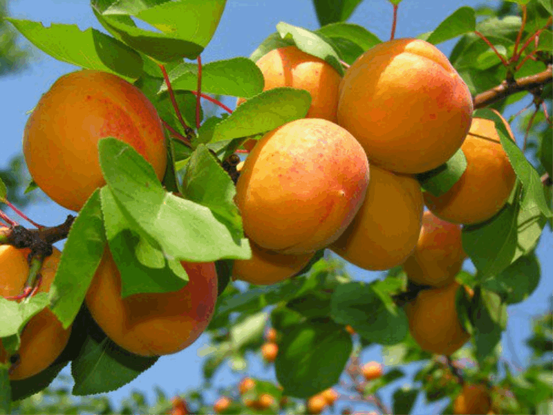 EXCLUSIVE TOURS PLANTING AN APRICOT TREE

To carry out one of the three main tasks in the life of every person, planting a personalized apricot tree in the Armenian land. A certificate is issued. The lucky holder of the certificate gets the opportunity to enjoy the fruits of this tree after some time, for which he undertakes to repeatedly visit Armenia in the company of friends and relatives.