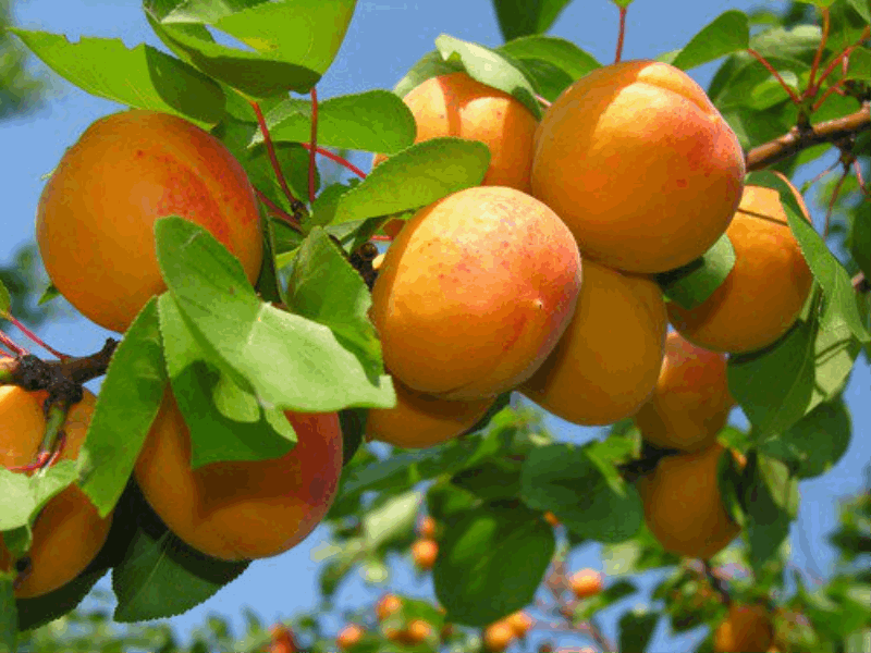 EXCLUSIVE TOURS 🌳 Plant Your Own Apricot Tree in Armenia