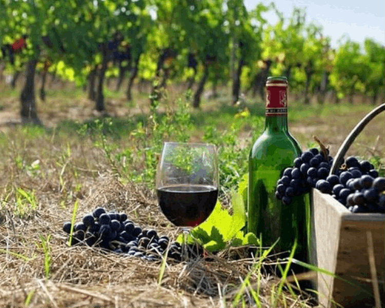 TOURS Armenian Wine Discovery Tour 
 8 Days / 7 Nights
