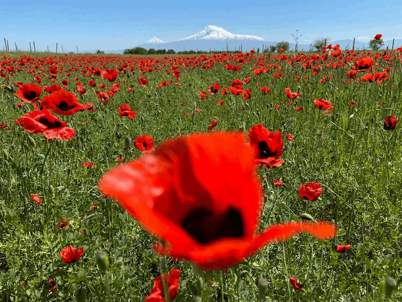 TOURS Armenia Rare Plants & Wildflower Expedition 9 Days / 8 Nights